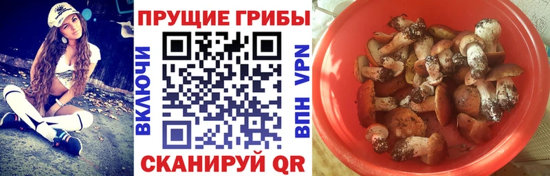 где купить наркоту  Всеволожск  Галлюциногенные грибы прущие грибы 